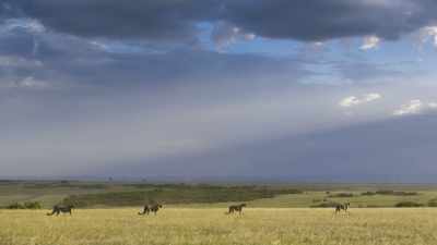 Cheetah numbers are decreasing - Seven Worlds, One Planet