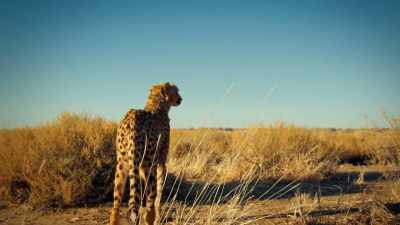 Cheetahs are
living on a knife edge. - One Strange Rock
