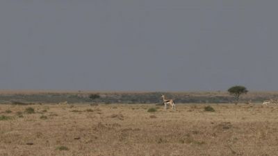 Cheetahs, have lightning acceleration - - Chasing the Rains