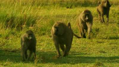 Cheka is being pursued
by the leader, - Serengeti