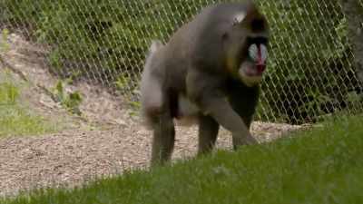 Chelsea: But in general
he seems to be doing okay, - Secrets of the Zoo