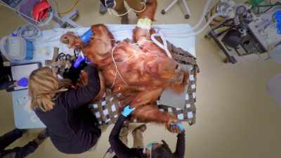 Chelsea: Dumplin has had
arthritis for several years now, - Secrets of the Zoo