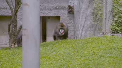  Chelsea: Go ahead, katie. - Secrets of the Zoo
