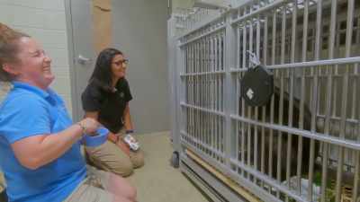 (chelsea laughs) - Secrets of the Zoo