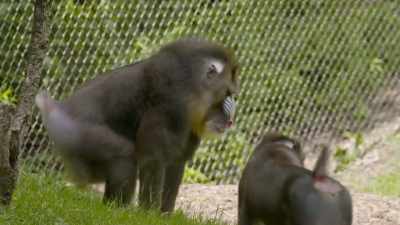 Chelsea: Mandrills sometimes
will regurgitate - Secrets of the Zoo