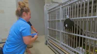 Chelsea: She was being super
sassy while we were in there, - Secrets of the Zoo