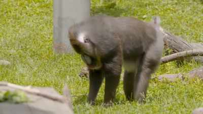 Chelsea: So I definitely feel
like we're seeing less - Secrets of the Zoo