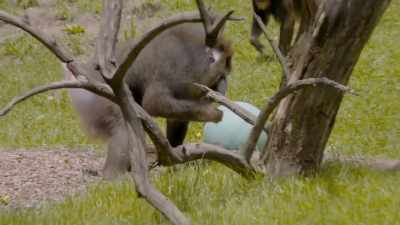  Chelsea: Yep, I'll be
 right out. - Secrets of the Zoo