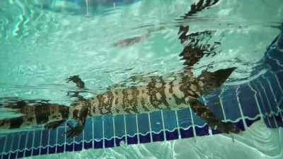 CHERYL: That's the first
time I've seen one, so, - United States of Animals