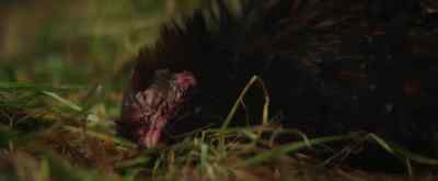 (chicken screeching)
(dramatic music) - Sunrise