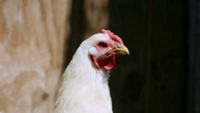 - Chickens are descended
from the dinosaurs - The UnBelievable with Dan Aykroyd