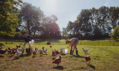 [CHICKENS CLUCK] - Funny Birds