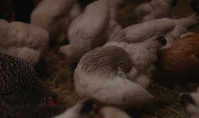 [CHICKENS CLUCK] - Funny Birds