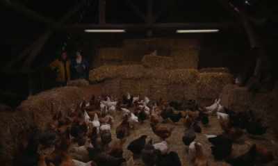 [CHICKENS CLUCK] - Funny Birds