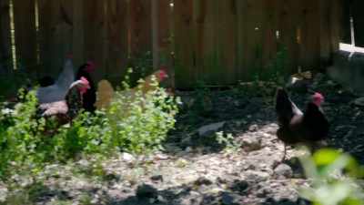 [chickens cluck] - Renovation Impossible