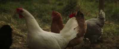 (chickens clucking) - Sunrise