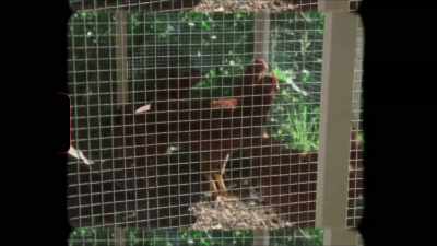 [chickens clucking] - The Exiles