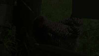 [chickens clucking] - The Heiress and the Handyman