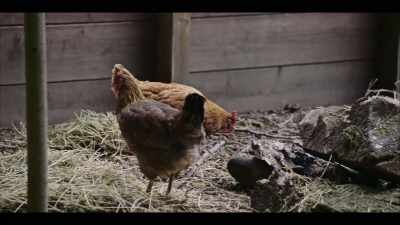 [CHICKENS CLUCKING] - Poisoned: The Dirty Truth About Your Food