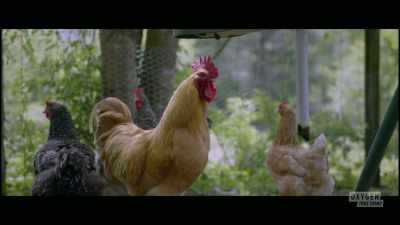 [chickens clucking] - The Pike County Murders: A Family Massacre
