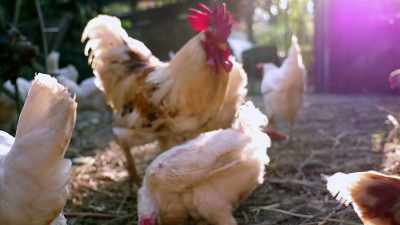- Chickens have over 30
different kinds of vocalizations - The UnBelievable with Dan Aykroyd