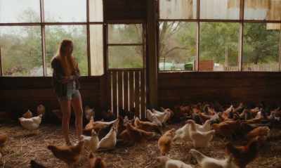 [CHICKENS SQUAWK] - Funny Birds