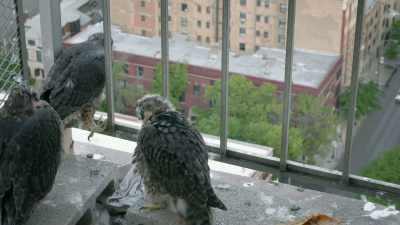 (CHICKS CHIRPING) - Super/Natural
