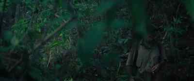 Chief. - The Lost City of Z