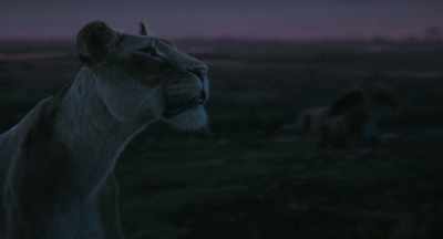 Chigaru, I'm here.
What did you see? - Mufasa: The Lion King