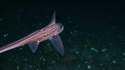 Chimaera,
an ancient relative of the shark, - Our Planet