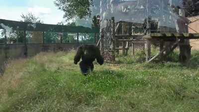 (chimpanzee screeching) - Liverpool Narcos