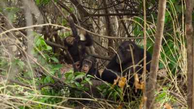 Chimpanzees are especially similar - The Secret Lives of Animals