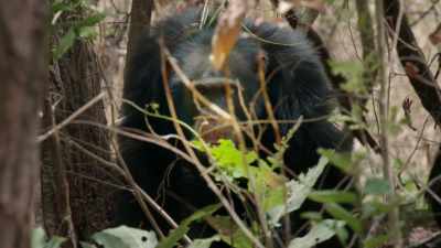 (CHIMPANZEES SCREECHING) - Dynasties