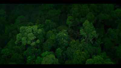 Chimps are territorial creatures. - Chimp Empire