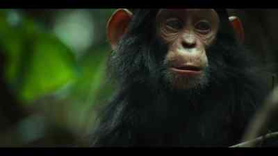 Chimps can certainly offer clues. - Chimp Empire