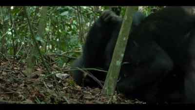 Chimps change as they get older. - Chimp Empire