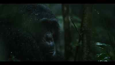 Chimps don't normally do much in the rain, - Chimp Empire