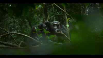 Chimps and their ancestors - Chimp Empire
