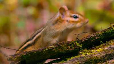 [chipmunk chitters] - Tiny World