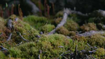 (chirping continues) - Trees and Other Entanglements