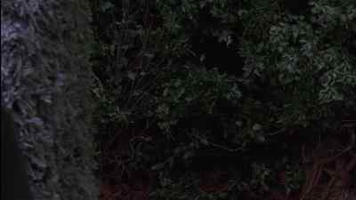 [CHIRPING] - The Secret Garden