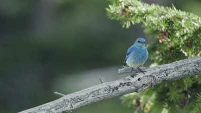 [chirping] - Epic Yellowstone