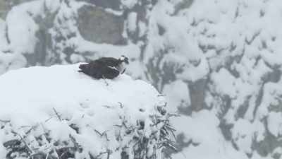 [chirping] - Epic Yellowstone