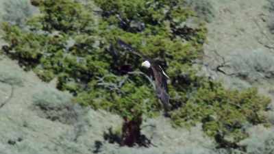 [chirping] - Epic Yellowstone