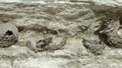 [chirping] - Epic Yellowstone