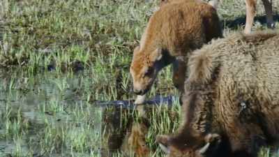 [chirping] - Epic Yellowstone