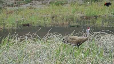 [chirping and warbling] - Epic Yellowstone