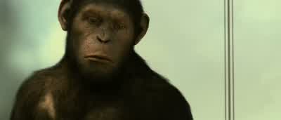CHP North, do you have a visual? - Rise of the Planet of the Apes