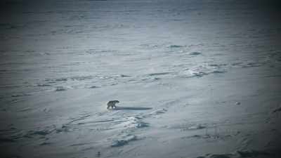 CHRIS: Back in the day there
used to be bears all over. - Life Below Zero: First Alaskans