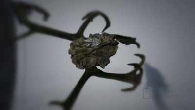 CHRIS: It's
important for me to, uh, - Life Below Zero: First Alaskans